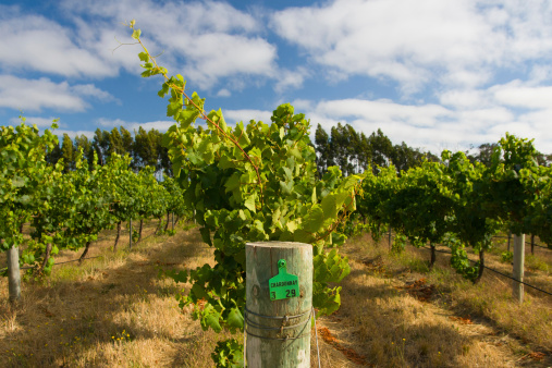 Chardonnay vines almost ready for harvest in Margaret River, Western Australia.