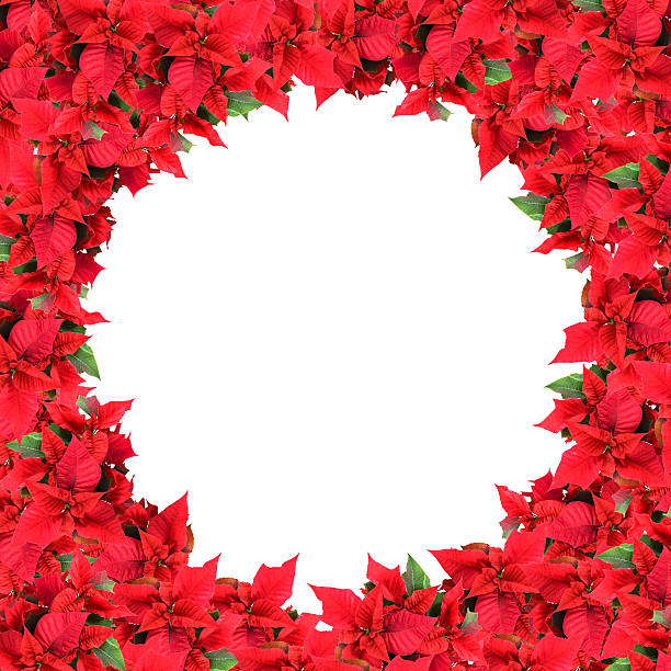 istock christmas frame from poinsettias isolated on white 184754394
