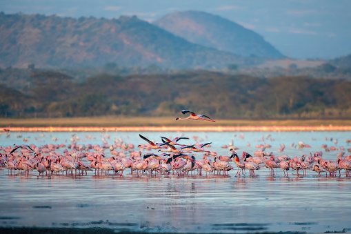 a huge group of lesser flamingos at dawn in Lake Elementatia with beautiful light - Kenya