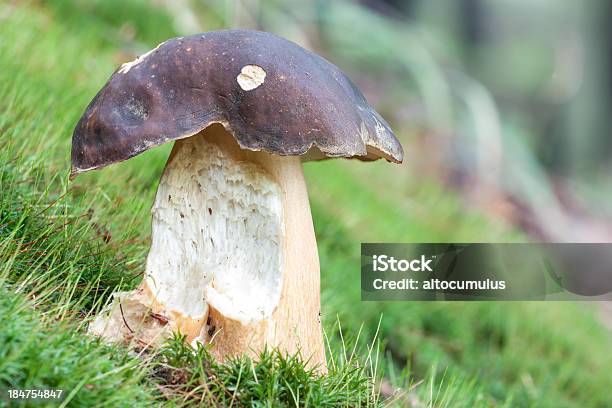 머시룸 Moss 0명에 대한 스톡 사진 및 기타 이미지 - 0명, Boletus, 가문비나무