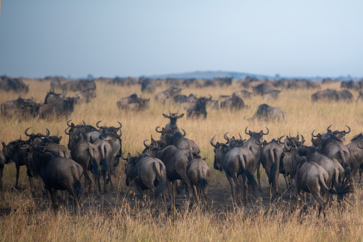 a large group of wildebeests in the savannah during the great migration in the Serengeti plains - Tanzania