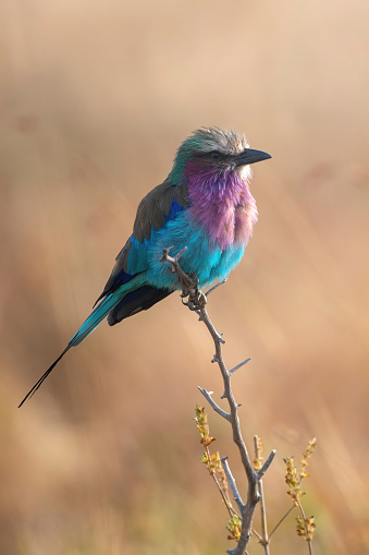 Colors - A lilac breasted roller on a branch with wonderful background and colors in Tarangire National Park – Tanzania