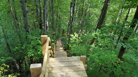 not a painted wooden stairs with a handrail on the left, leading down between the trees green leaf
