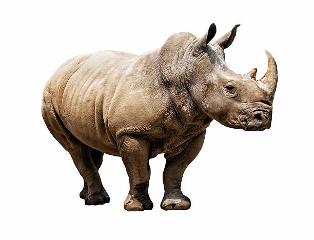 rhino on white background huge rhino isolated on white rhinoceros stock pictures, royalty-free photos & images
