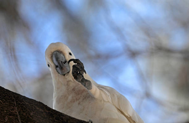 cockatoo parrot in australia - kakadu fotografías e imágenes de stock