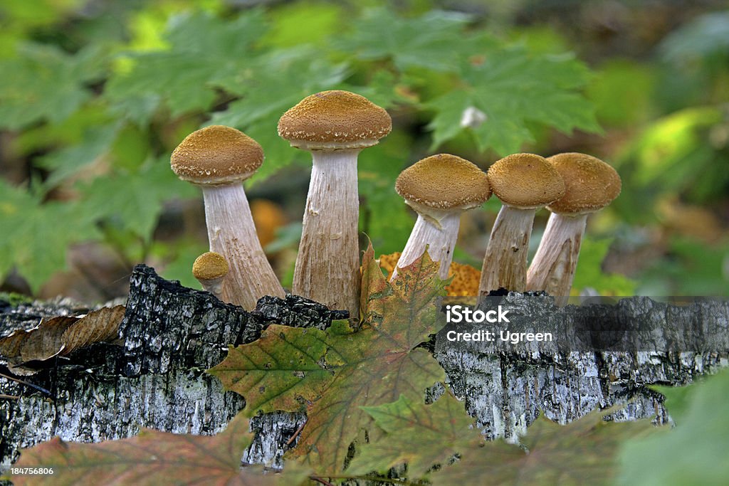 Funghi - Foto stock royalty-free di Acero