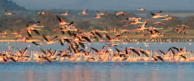 Take Off  - A large group of lesser flamingos at sunrise during the take off with many in flight in Lake Elementatia with beautiful light - Kenya
