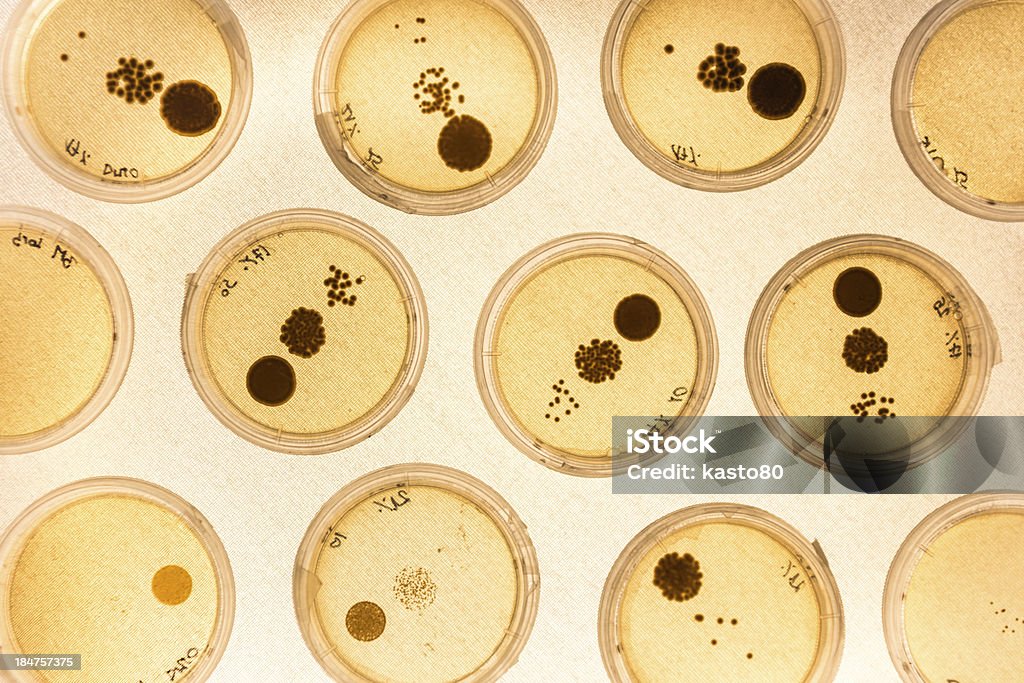 Cultivo de bacterias en placas de Petri. - Foto de stock de ADN libre de derechos