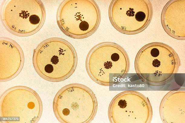 Foto de Crescimento Da Bactéria Em Petri Pratos e mais fotos de stock de Analisar - Analisar, Animal, Antibiotico