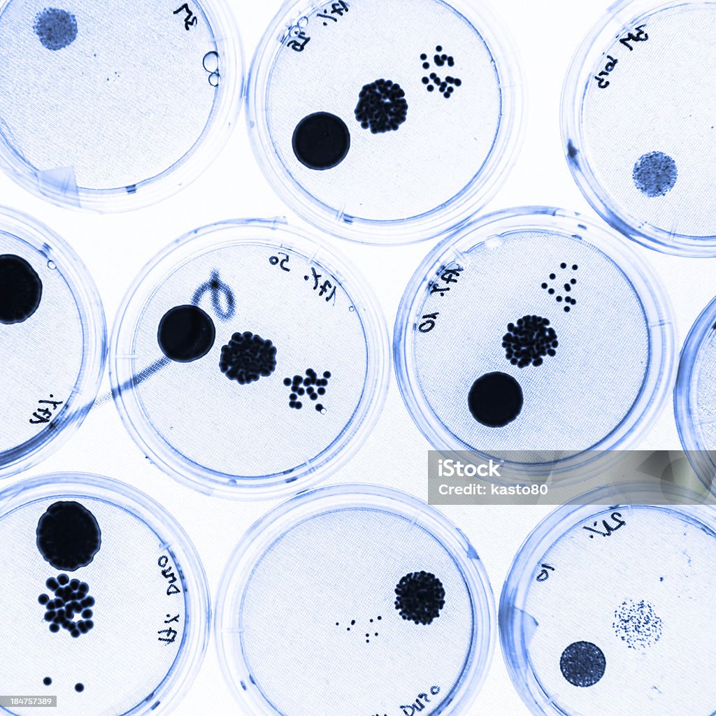 Crescimento de bactérias em Placas de Petri. - Royalty-free Cor verde Foto de stock