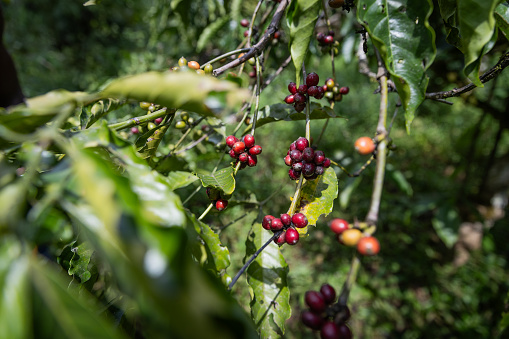 Close-up of ripe coffee berries ready to be picked.