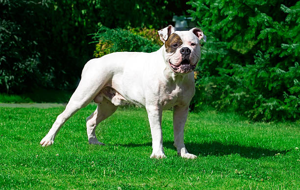 beautiful young dog beautiful american bulldog stanging  on the grass american bulldog stock pictures, royalty-free photos & images
