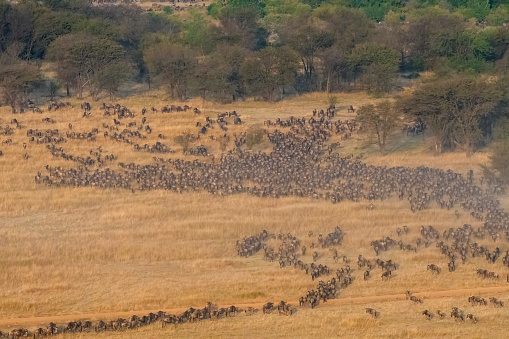 from above- A very nig group of wildebeest in the savannah during the great migration taken from above with a hot air balloon - Serengeti - Tanzania