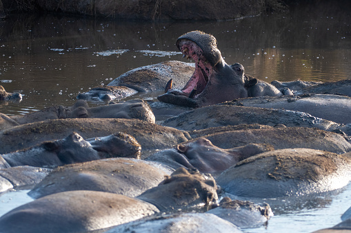 Hippopotamuses inhabit rivers, lakes or swamps. During the day, they remain cool by staying in the water or mud;  Picture taken at the Chobe National Park, Botswana.