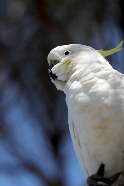 Cockatoo Parrot in Australia