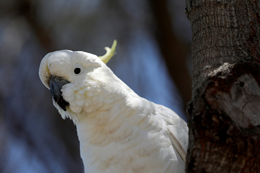 Cockatoo Parrot in Australia