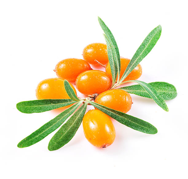 sea buckthorn berries isolated on the white sea buckthorn berries isolated on the white frangula alnus stock pictures, royalty-free photos & images