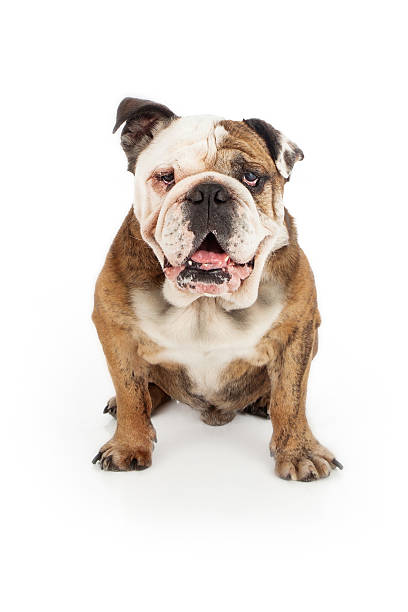 istock English Bulldog Happy Face 184758324