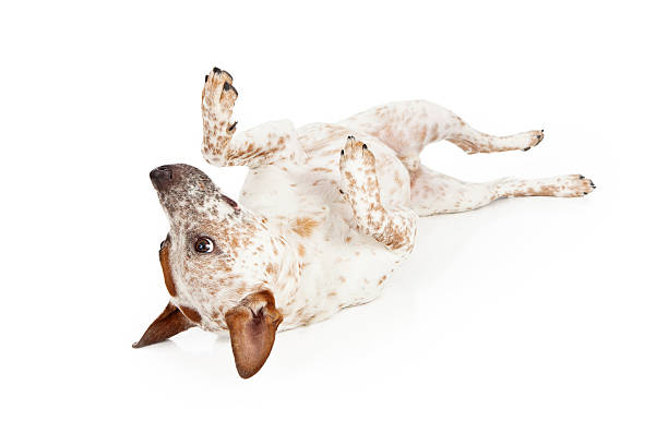 Australian Cattle Dog Laying on Back
