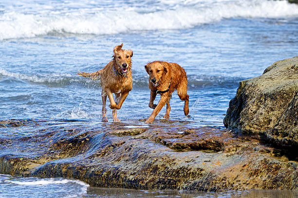 Two large Golden Retriever dogs running on the beach over some large rocks