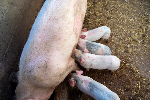 Four piglets suckling from the white sow's breast.