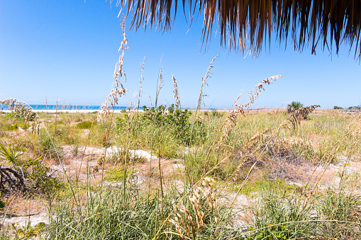 Beach vegetation on Sanibel Island, Florida, USA, seen from a beach tiki hut where you can enjoy the beach in the cool shade. The Gulf of Mexico in the background.