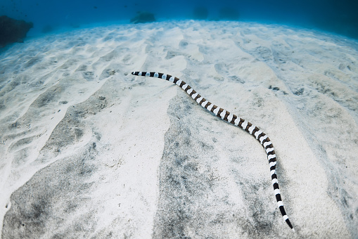 Striped sea snake on sea sandy bottom in tropical ocean