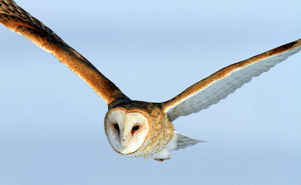 Barn Owl in-flight Farmington Bay Wildlife Area Utah stock photo