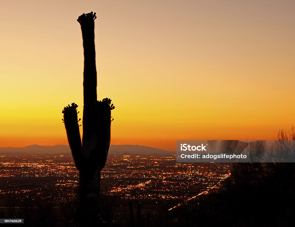 Sunset on Phoenix With Saguaro Cactus A beautiful golden sunset over the city lights of downtown Phoenix with a silhouette of a blooming Saguaro cactus in the foreground. Arizona Stock Photo
