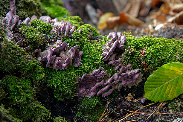 purple-pilzen - edible mushroom mushroom fungus colony stock-fotos und bilder