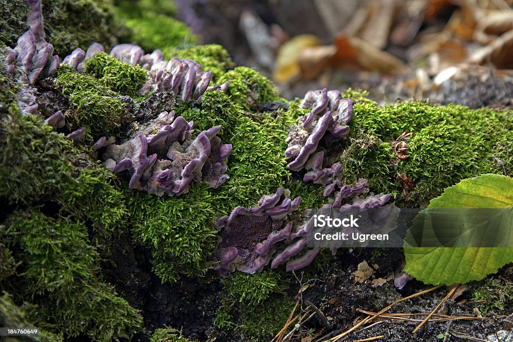 Roxo cogumelos - Foto de stock de Cogumelo - Fungo royalty-free