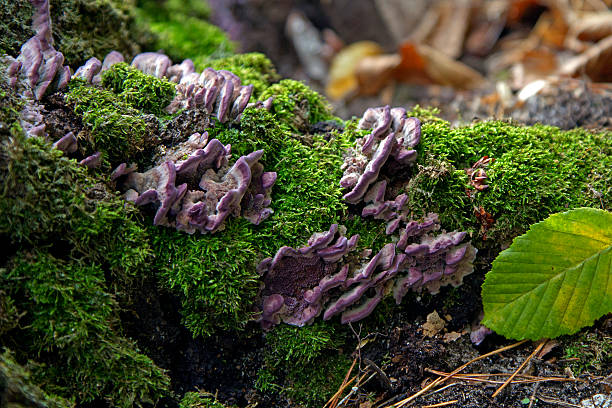 cogumelos roxo - edible mushroom mushroom fungus colony imagens e fotografias de stock