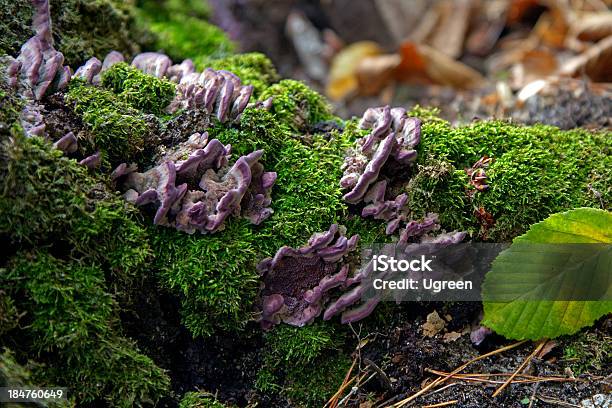 Foto de Roxo Cogumelos e mais fotos de stock de Cogumelo - Fungo - Cogumelo - Fungo, Cogumelo Comestível, Roxo