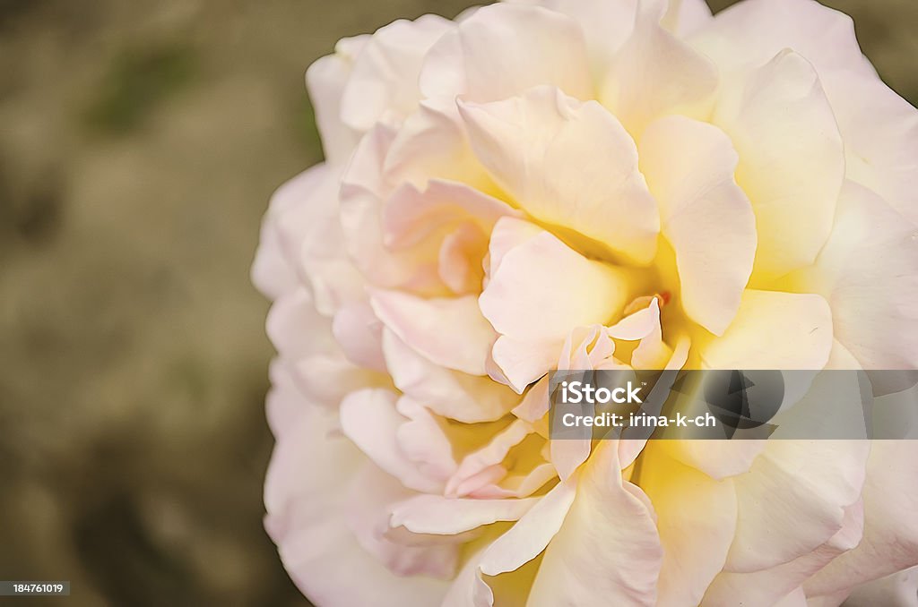 Fleur de rose. - Photo de Amour libre de droits