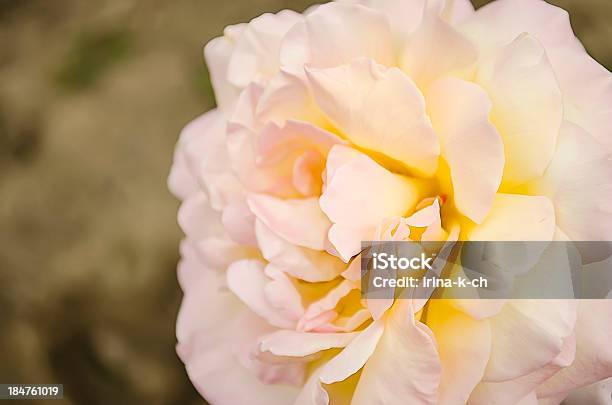 Photo libre de droit de Fleur De Rose banque d'images et plus d'images libres de droit de Amour - Amour, Anniversaire d'un évènement, Beauté de la nature