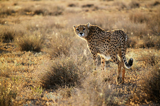 Cheetah Looking at Grass in Wild