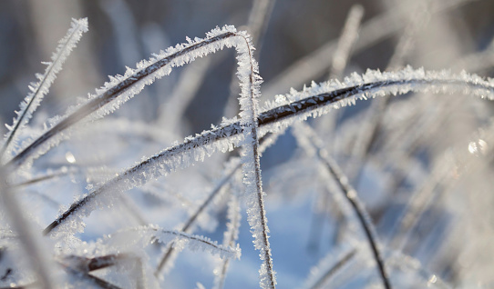 Frosty winter, Rime ice -  wildflower meadow landscape with frosty ice on plants. Delicate natural background.