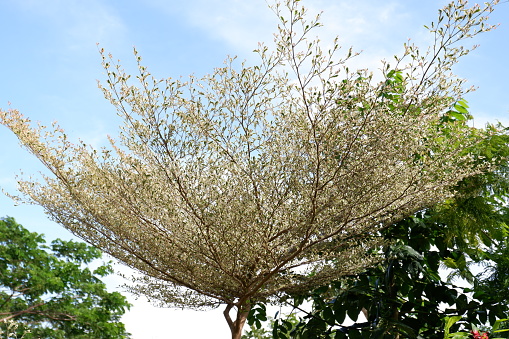 Flowering tree against the blue sky, closeup of photo