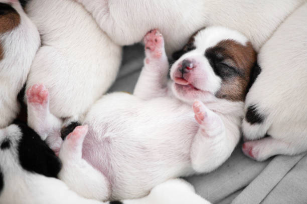 istock Newborn Puppy is lying on white blanket 1847620221