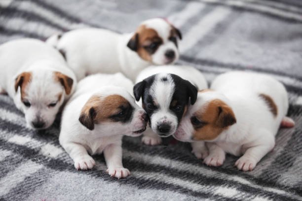 istock Group of Newborn Puppies lying on blanket 1847620230