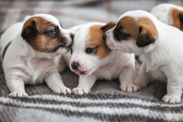 istock Group of Newborn Puppies lying on blanket 1847620233