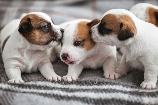 Group of Newborn Puppies sitting on gray blanket, tiny dogs