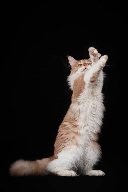 istock Maine Coon portrait on a black background 1847624978