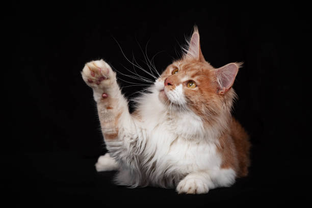 istock Maine Coon portrait on a black background 1847624990