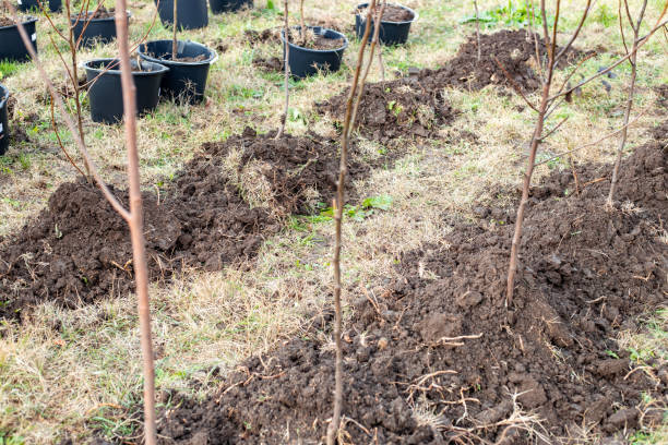 istock fruit tree seedlings in containers and planted in the ground. Garden nursery 1847625529
