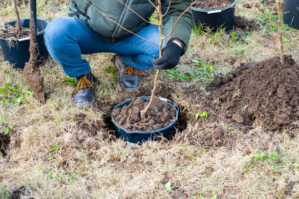 istock A man plants a container with a fruit tree in the ground. Growing a garden nursery 1847625534