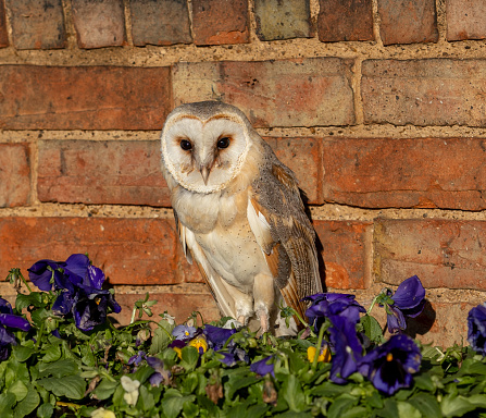 A beautiful barn owl perched atop a bed of vibrant purple wildflowers against a brick wall.