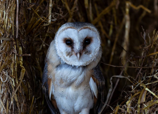 istock Wise owl perched atop a bundle of straw in a forested area. 1847628161