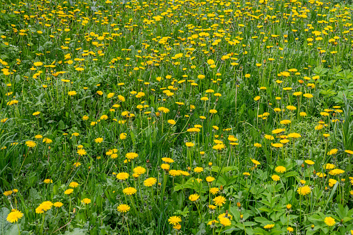 A green field with yellow dandelions. Full-frame view.