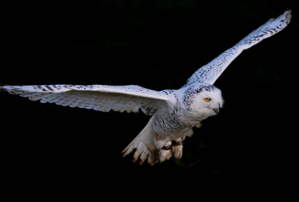 istock Majestic owl in flight against a dark background. 1847628992